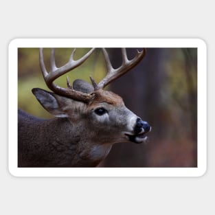 Big 10-pointer - White-tailed Deer Sticker